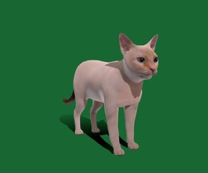 Red Point Siamese