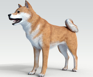 Dog Shiba Ini with Fur - Rigged