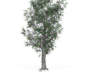 Low Poly Oak Tree 01