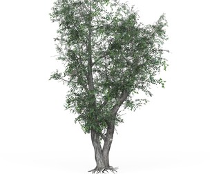 Low Poly Oak Tree 02