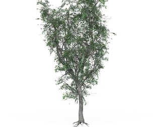 Low Poly Oak Tree 03