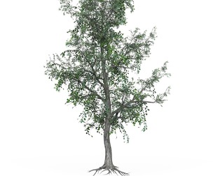 Low Poly Oak Tree 04