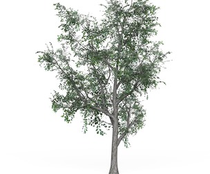 Low Poly Oak Tree 05