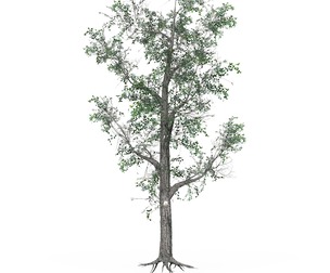 Low Poly Oak Tree 06