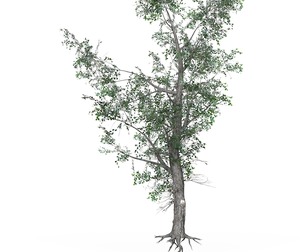 Low Poly Oak Tree 07