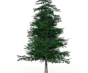 Low Poly Pine Tree 02