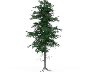 Low Poly Pine Tree 03