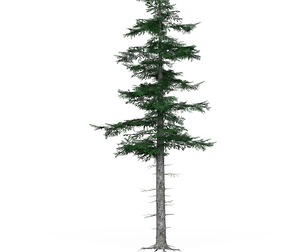 Low Poly Pine Tree 04