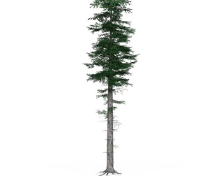 Low Poly Pine Tree 05