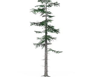 Low Poly Pine Tree 06