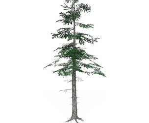 Low Poly Pine Tree 07