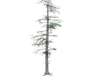 Low Poly Pine Tree 08