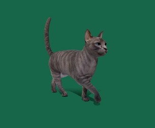 Grey Tabby Cat