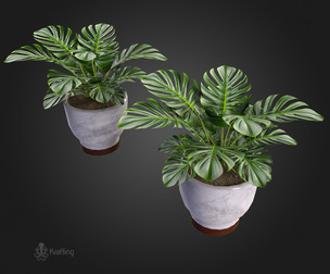 Plant V4