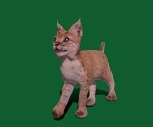 Eurasian Lynx Cub