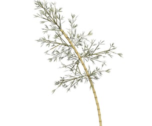 Realistic Low Poly Bamboo 06