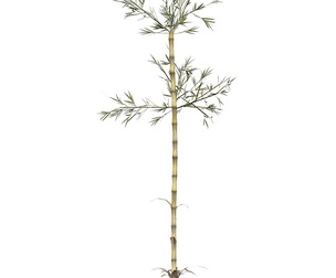 Realistic Low Poly Bamboo 07