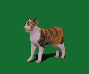 Japanese Bobtail Cat
