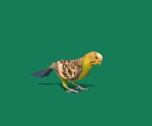 Budgerigar Parakeet Parrot Bird