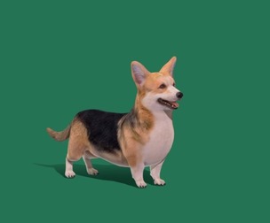 Pembroke Welsh Corgi Dog