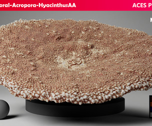 HQ Assets-Coral-Acropora-HyacinthusAA Arnold