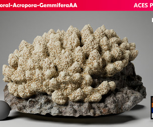 HQ Assets-Coral-Acropora-GemmiferaAA Arnold
