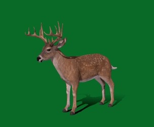 Deer