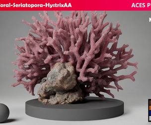 HQ Assets Coral Seriatopora HystrixAA Arnold