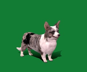 Cardigan Welsh Corgi Dog Breed