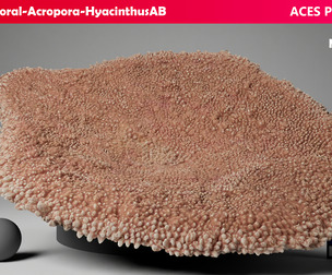 HQ Assets-Coral-Acropora-HyacinthusAB Arnold