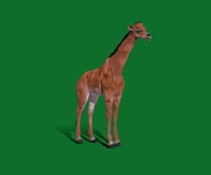 Spotless Baby Giraffe