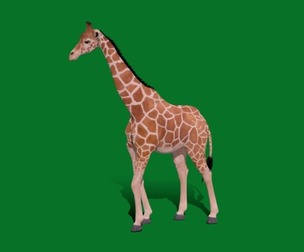 Reticulated Giraffe