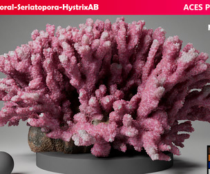 HQ Assets Coral Seriatopora HystrixAB Arnold