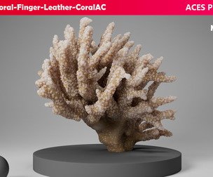 HQ Assets Coral Finger Leather CoralAC Arnold