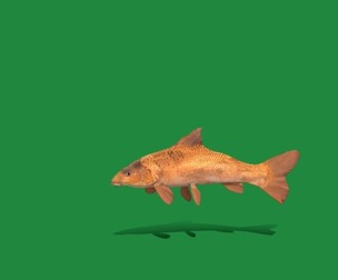 Barbel Barbus Freshwater Fish