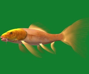 Butterfly Koi Carp Fish