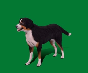 Appenzeller Sennenhund Dog
