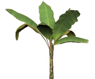 Game Ready Tree 04