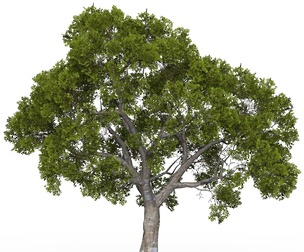 Game Ready Tree 05