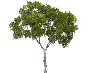 Game Ready Tree 14