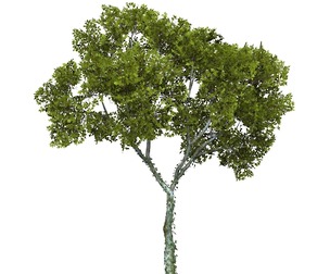 Game Ready Tree 15