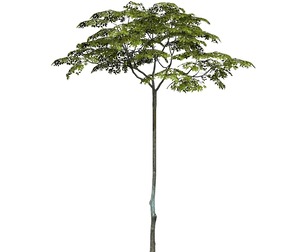 Game Ready Tree 16