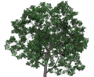 Game Ready Tree 19