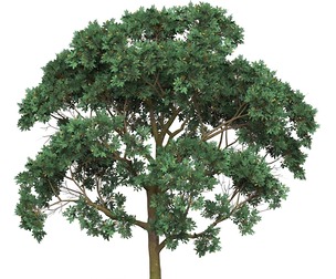 Game Ready Tree 20