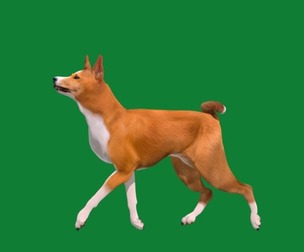 Basenji Dog