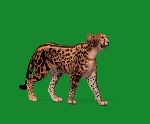 King Cheetah