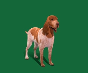 Bracco Italiano Dog