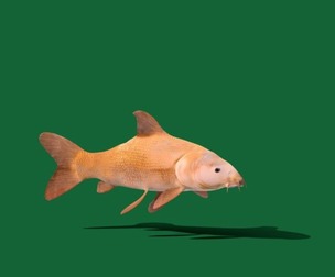 Common Barbel Fish
