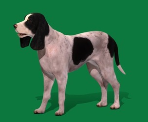 Ariegeois Dog