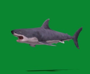 Great White Shark
